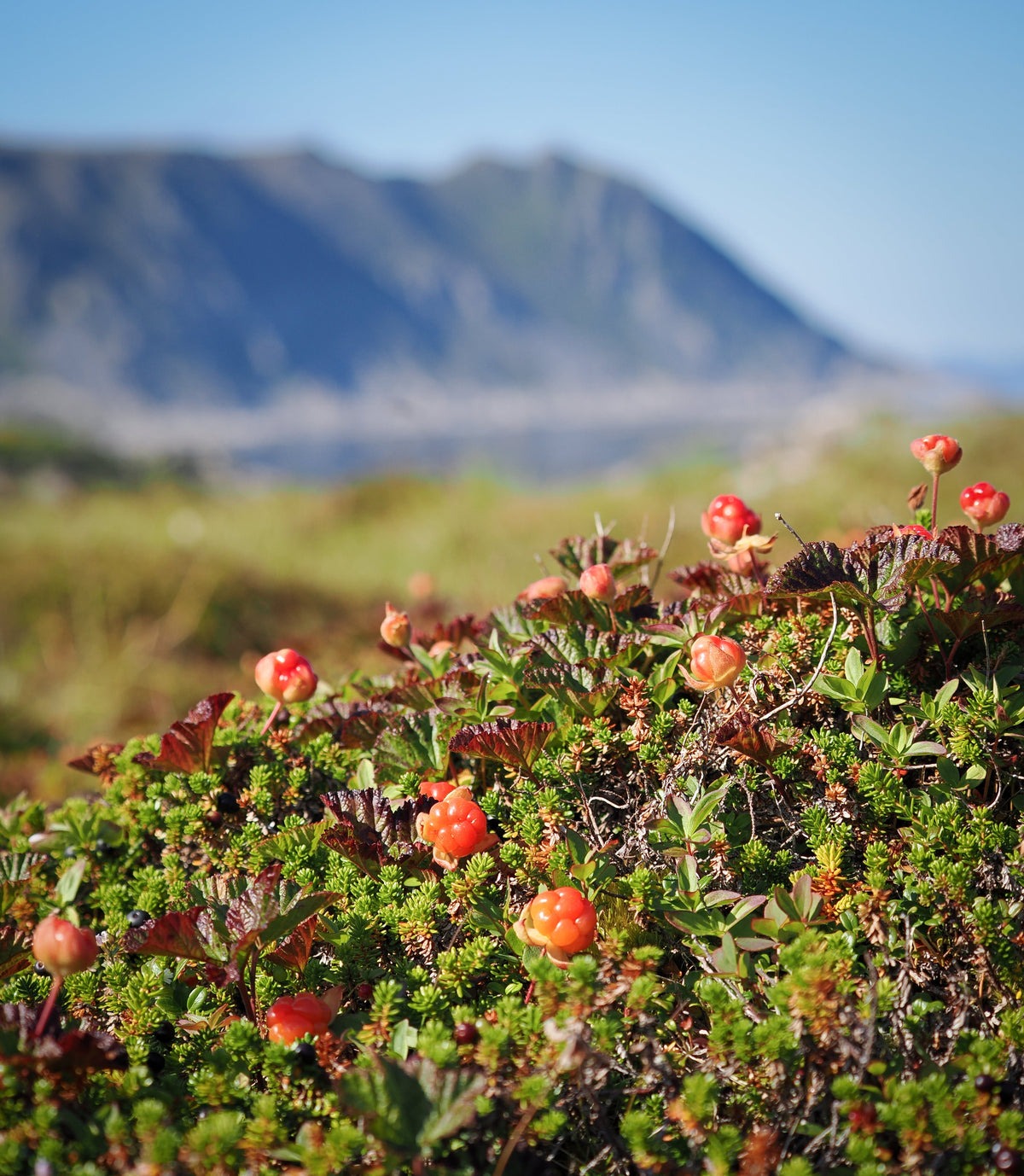 Sommerkolleksjonen